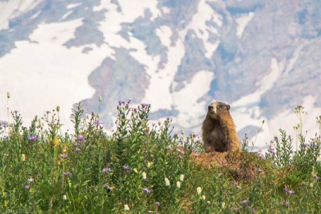 Marmot
Mt Rainier National Park  WA